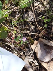 Microsteris gracilis