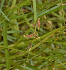 Bolboschoenus glaucus