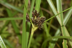 Bolboschoenus glaucus