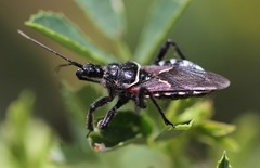 Apiomerus montanus