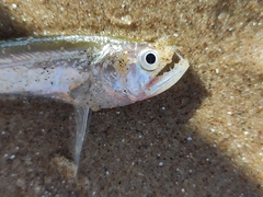 Rhaphiodon vulpinus