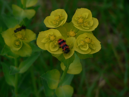Bee-eating Beetle (Trichodes alvearius) photo 5