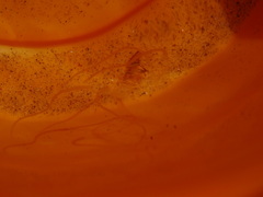 Carybdea marsupialis