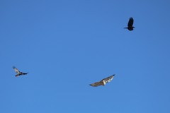Corvus brachyrhynchos