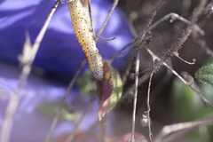 Sympistis perscripta