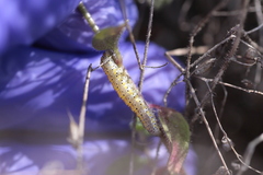 Sympistis perscripta