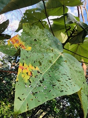Mallotus paniculatus