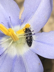 Acmaeodera tubulus