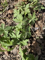 Anemonastrum canadense