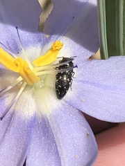 Acmaeodera tubulus