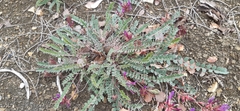 Astragalus monspessulanus monspessulanus