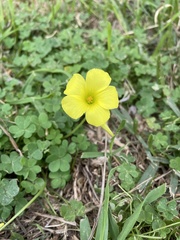 Oxalis pes-caprae