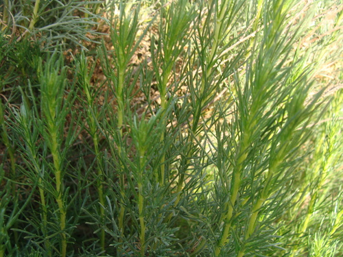 Image of Artemisia Atlantica (Artemisia atlantica) by (c) Abdenour Kheloufi, some rights reserved (CC BY)