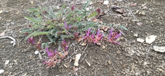 Astragalus monspessulanus monspessulanus
