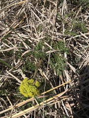Lomatium foeniculaceum