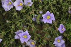 Nierembergia linariifolia