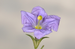 Nierembergia linariifolia