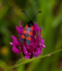 Zygaena graslini
