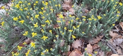 Genista hispanica