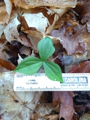 Trillium grandiflorum