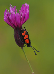 Zygaena graslini