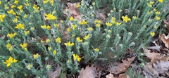 Genista hispanica