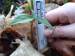 Trillium grandiflorum