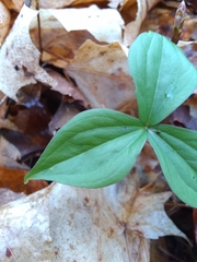 Trillium grandiflorum