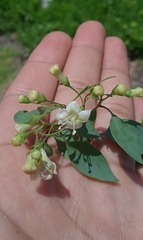 Lycium boerhaviifolium