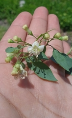 Lycium boerhaviifolium