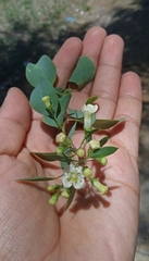Lycium boerhaviifolium