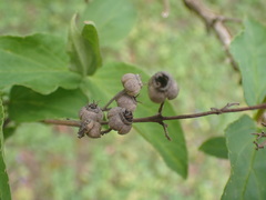 Deutzia