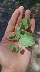 Lycium boerhaviifolium