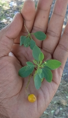 Lycium boerhaviifolium