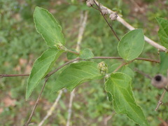 Deutzia