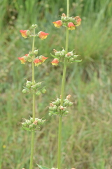 Scrophularia sambucifolia