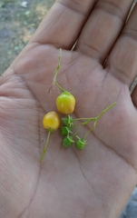 Lycium boerhaviifolium