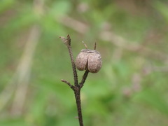 Deutzia