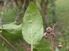Deutzia
