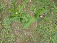Deutzia