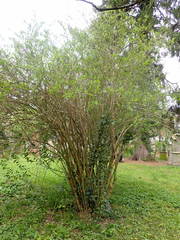 Deutzia