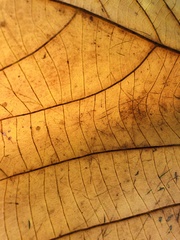 Mallotus paniculatus