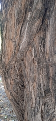 Lycium boerhaviifolium