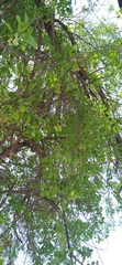 Lycium boerhaviifolium