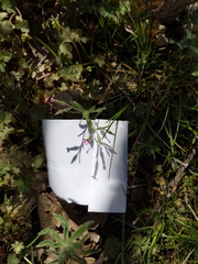 Microsteris gracilis