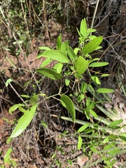 Smilax laurifolia