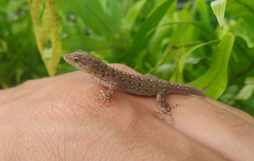 Wiegmann's Striped Gecko