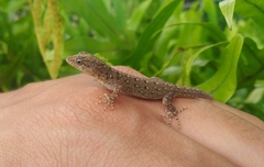 Wiegmann's Striped Gecko photo 3