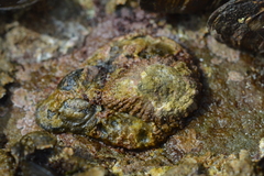 Scutellastra cochlear