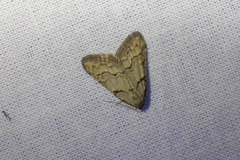 Nola thymula
